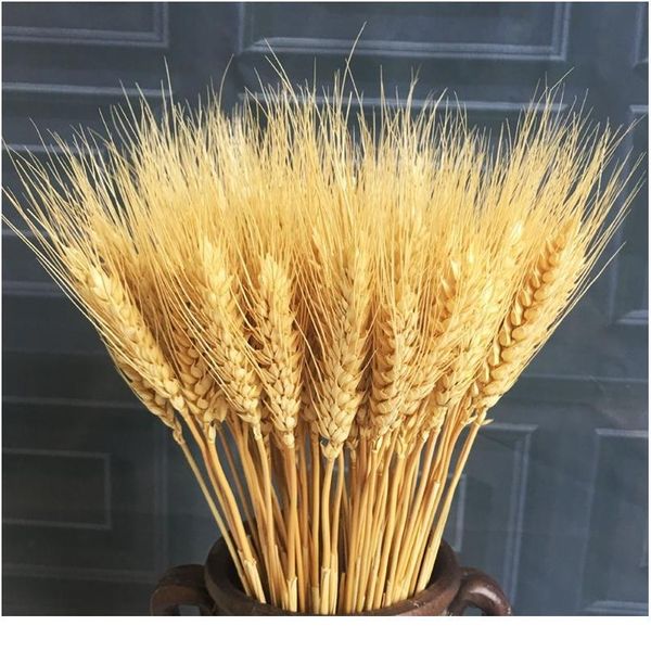 23cm real wheat ear flower natural dried flowers for wedding party diy table decor craft scrapbook home decor wheat jlltau
23cm real wheat ear flower natural dried flowers for wedding party diy table decor craft scrapbook home decor wheat jlltau