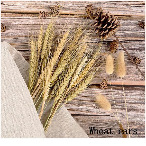 23cm real wheat ear flower natural dried flowers for wedding party diy table decor craft scrapbook home decor wheat bbymsm
23cm real wheat ear flower natural dried flowers for wedding party diy table decor craft scrapbook home decor wheat bbymsm