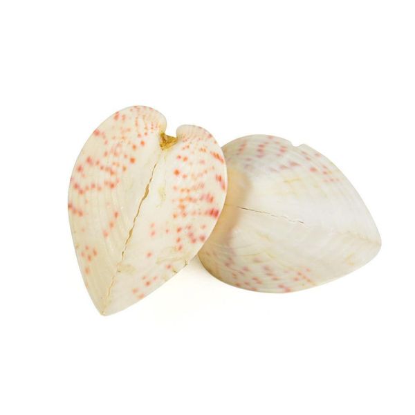 2pcs 3 5cm chicken heart clam natural shell lover seashell beach wedding decor starfish aquarium nautical decor collectibles h jllvjg
2pcs 3 5cm chicken heart clam natural shell lover seashell beach wedding decor starfish aquarium nautical decor collectibles h jllvjg