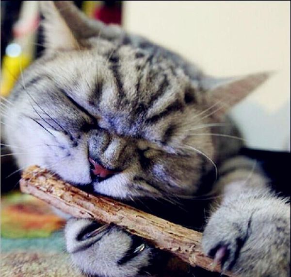 5 шт. cat чистка зубов чистый натуральный catnip pet cat molar зубная паста silvervine actinidia cat snucks s jlllfk mx_home 
5 шт. cat чистка зубов чистый натуральный catnip pet cat molar зубная паста silvervine actinidia cat snucks s jlllfk mx_home