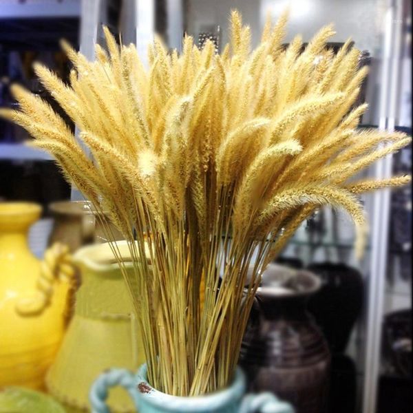 100pcs real dried small dog's tail grass wedding flower bunch natural plants decor home decor dried flowers1
100pcs real dried small dog's tail grass wedding flower bunch natural plants decor home decor dried flowers1
