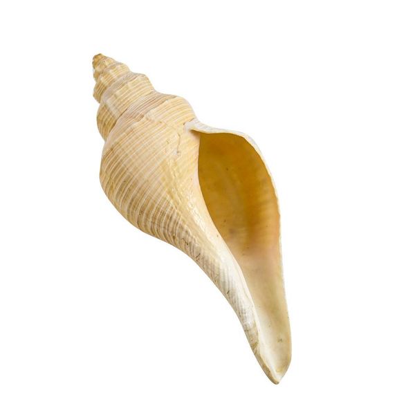 природные раковины натуральные раковины морской домашний декор seashells collectbles австралия длинные улитки dafa conch horn aquarium decor
природные раковины натуральные раковины морской домашний декор seashells collectbles австралия длинные улитки dafa conch horn aquarium decor