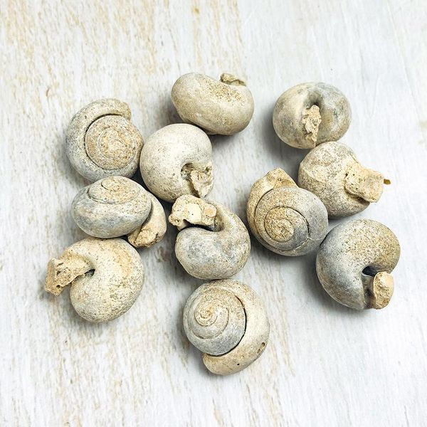 5pcs natural animal snail rough stone minerals specimen biology geography teaching sample collection rock mini pure conch stone h jllwzr
5pcs natural animal snail rough stone minerals specimen biology geography teaching sample collection rock mini pure conch stone h jllwzr