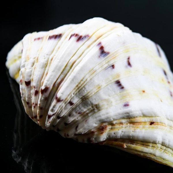 organic material nautical home decor clam shells storage diy soap box decor crafts shells for jewelry making beach ornaments h bbyquk
organic material nautical home decor clam shells storage diy soap box decor crafts shells for jewelry making beach ornaments h bbyquk