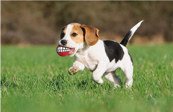 with funny and pets human smile for ball also a great teeth toy chew squeaker squeaky sound dog puppy play toys
with funny and pets human smile for ball also a great teeth toy chew squeaker squeaky sound dog puppy play toys