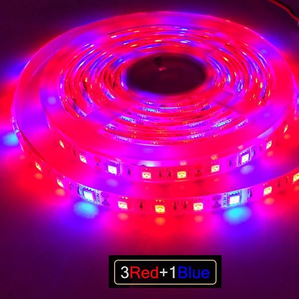 dc 12v led grow light 2m 5m led strip light flexible tape 5050 led phyto plant growth lamps for greenhouse h wmtsyr
dc 12v led grow light 2m 5m led strip light flexible tape 5050 led phyto plant growth lamps for greenhouse h wmtsyr