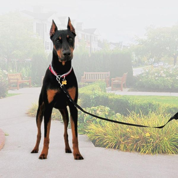 pet dog bath rope comfortable adjustable durable pet dog haircut bath training beauty tools
pet dog bath rope comfortable adjustable durable pet dog haircut bath training beauty tools