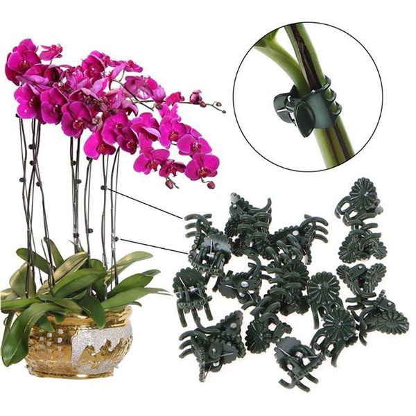 10/50pcs plastic garden clip butterfly clip for phalaenopsis graft clip plant vine orchid stem vine support bund bbymfm
10/50pcs plastic garden clip butterfly clip for phalaenopsis graft clip plant vine orchid stem vine support bund bbymfm