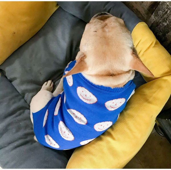 fashion autumn and winter keep warm core yarn hedging cute law bucket tobago pet sweater dog dog clothes sqcdlc new_dhbest
fashion autumn and winter keep warm core yarn hedging cute law bucket tobago pet sweater dog dog clothes sqcdlc new_dhbest