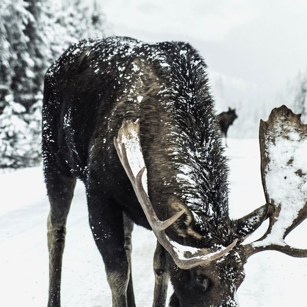 2021 latest Poster Moose Christmas Print Wall Art Canvas Snow Trees Forest Painting Winter Photography Picture Home Room Decor New
2021 latest Poster Moose Christmas Print Wall Art Canvas Snow Trees Forest Painting Winter Photography Picture Home Room Decor New