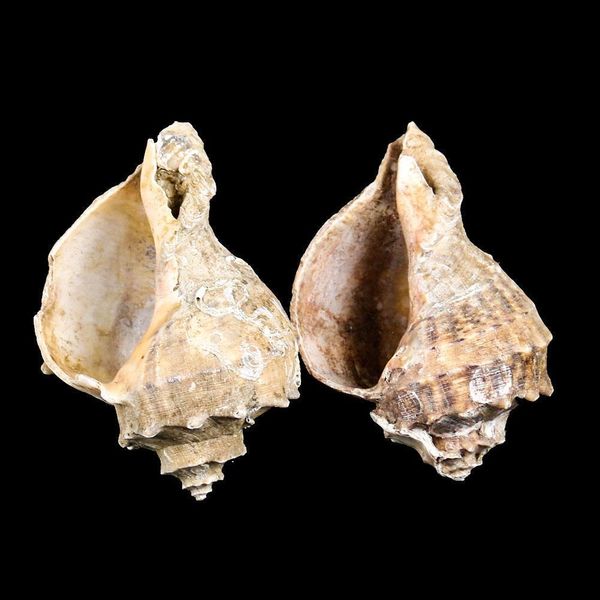 8 10cm natural conch shell deepwater snail hermit crab seashell nautical home decor fish tank aquarium decoration accessories h bbyuea
8 10cm natural conch shell deepwater snail hermit crab seashell nautical home decor fish tank aquarium decoration accessories h bbyuea