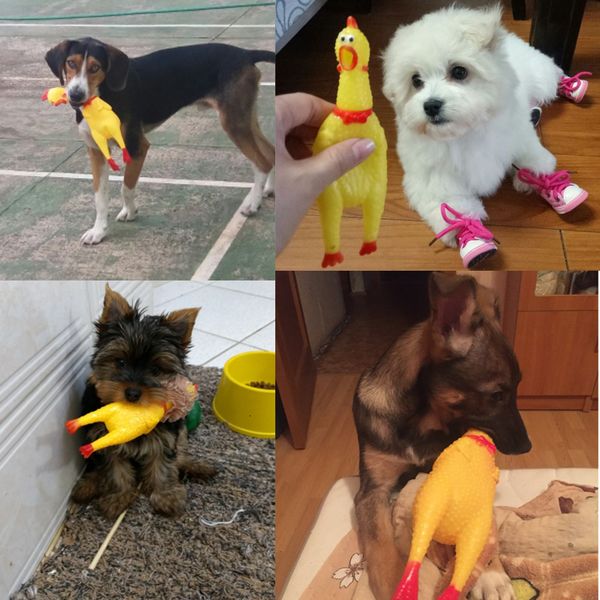 attract funny puppy rooster dog crows and cat pet squeak toys screaming rubber chicken 17cn hipping
attract funny puppy rooster dog crows and cat pet squeak toys screaming rubber chicken 17cn hipping