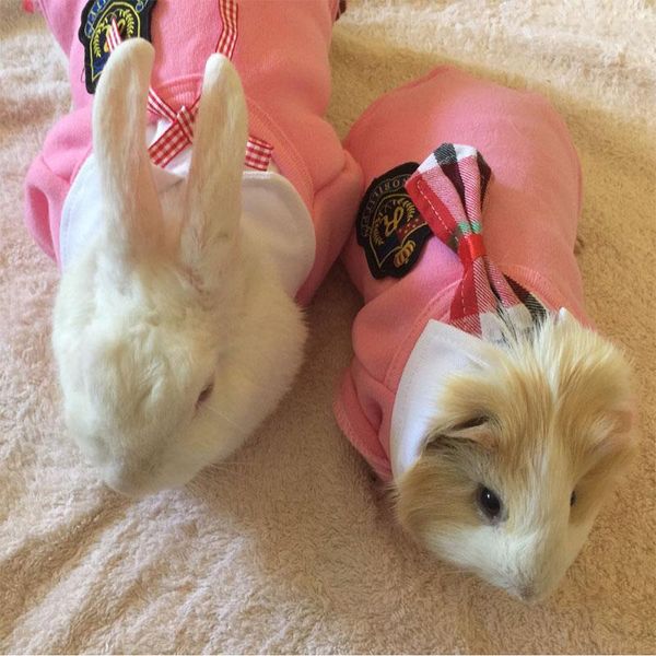 fashion dog clothes school suit pet clothes for small dog shirt sweater puppy jersey spring costume dog dress supply bbyxqj
fashion dog clothes school suit pet clothes for small dog shirt sweater puppy jersey spring costume dog dress supply bbyxqj