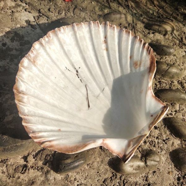 2pcs 10 12cm natural shells big white scallop seashells ornament nautical home decor beach wedding decorations jewelry diy shell h bbyzph
2pcs 10 12cm natural shells big white scallop seashells ornament nautical home decor beach wedding decorations jewelry diy shell h bbyzph