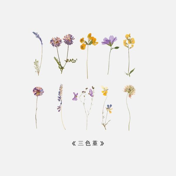 tianzi 6 design dried flower series stickers decorative collage scrapbooking album back to school stationery stickers aesthetic wmtxuo
tianzi 6 design dried flower series stickers decorative collage scrapbooking album back to school stationery stickers aesthetic wmtxuo