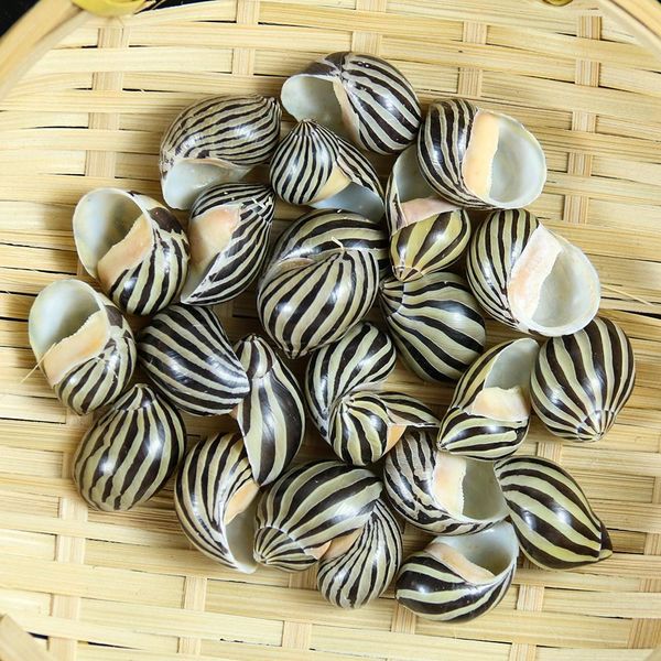 5pcs watermelon striped sea conch snail seashells natural collectibles crafts specimen ocean ornaments beach wedding decoration h bbykgs
5pcs watermelon striped sea conch snail seashells natural collectibles crafts specimen ocean ornaments beach wedding decoration h bbykgs