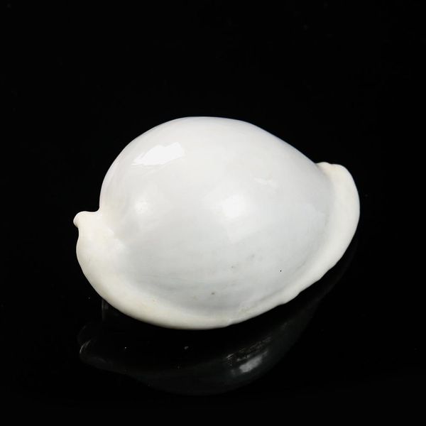 6 8cm white rabbit conch seashells natural shell conch beach decorations for home wedding acquarium fish tank decor accessory h jllmtw
6 8cm white rabbit conch seashells natural shell conch beach decorations for home wedding acquarium fish tank decor accessory h jllmtw