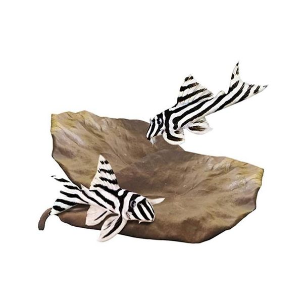 10g 20g 30g 40g 50g fish tank grade a terminalia catappa foetida leaves island almond leaf crystal shrimp improve water sqckjz
10g 20g 30g 40g 50g fish tank grade a terminalia catappa foetida leaves island almond leaf crystal shrimp improve water sqckjz