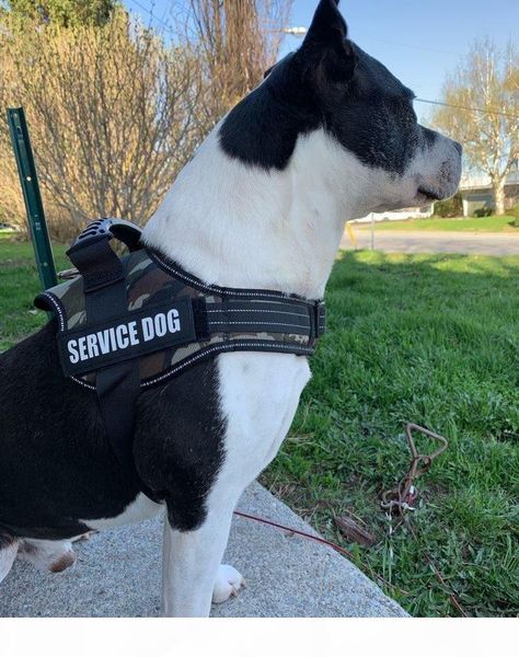 pet dog harness светоотражающей ручки регулируемой предотвращения столкновения с вредителями vest harness упряжка для больших собак camoufla
pet dog harness светоотражающей ручки регулируемой предотвращения столкновения с вредителями vest harness упряжка для больших собак camoufla