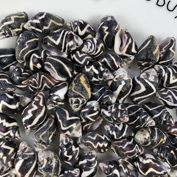 20pcs zebra ripple conch shells natural mini conch stripe seashell aquarium landscape decor accessories diy drifting bottle h jllvrc
20pcs zebra ripple conch shells natural mini conch stripe seashell aquarium landscape decor accessories diy drifting bottle h jllvrc