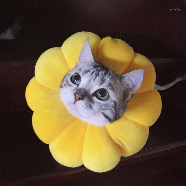 dog collars & leashes cute flower-shaped cat and collar puppies elizabethan collar, used for kitten puppy accessories1
dog collars & leashes cute flower-shaped cat and collar puppies elizabethan collar, used for kitten puppy accessories1