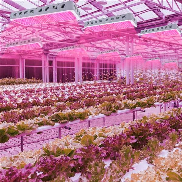 new design 3000w dual chips 380-730nm full light spectrum led plant growth lamp white premium material grow lights
new design 3000w dual chips 380-730nm full light spectrum led plant growth lamp white premium material grow lights