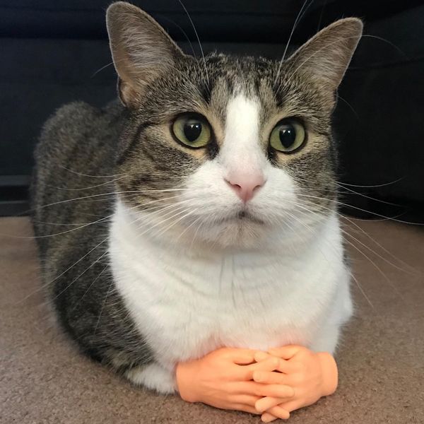 spoofing toys fingertip hand funny imitation palms toys jerking cat finger cots 2021 sell gift of the friend
spoofing toys fingertip hand funny imitation palms toys jerking cat finger cots 2021 sell gift of the friend