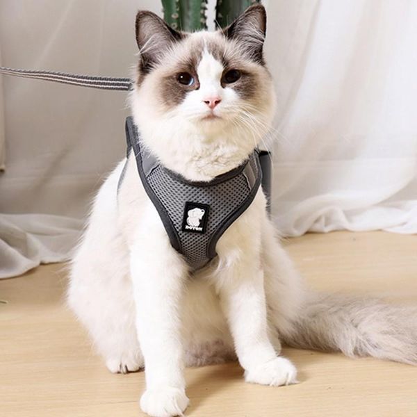 pet dog chest harness pet adjustable vest walking lead with leash polyester mesh harness breathable chest strap
pet dog chest harness pet adjustable vest walking lead with leash polyester mesh harness breathable chest strap