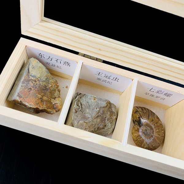 7pcs set natural conch raw stones animal shell teaching specimen color snail oyster shells stone gifts collection home decor h jllgjb
7pcs set natural conch raw stones animal shell teaching specimen color snail oyster shells stone gifts collection home decor h jllgjb