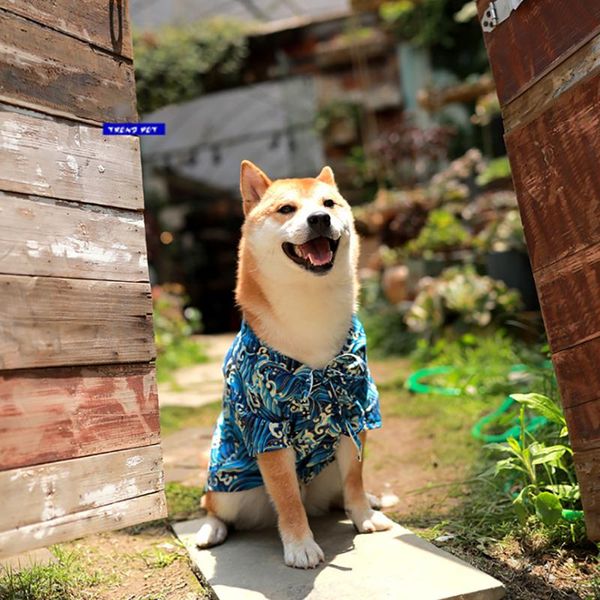 dog apparel tide brand pet clothes original design japanese kimono waves for small medium large dogs spring and summer cat ware cool fation
dog apparel tide brand pet clothes original design japanese kimono waves for small medium large dogs spring and summer cat ware cool fation