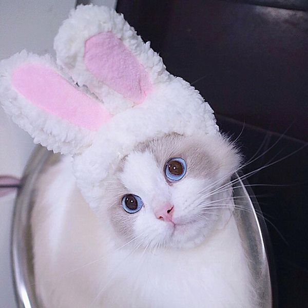 snailhouse pet dogs cats cap costume rabbit ears hat party christmas cosplay accessories p props headwear crossdressing cap h wmtbuw
snailhouse pet dogs cats cap costume rabbit ears hat party christmas cosplay accessories p props headwear crossdressing cap h wmtbuw