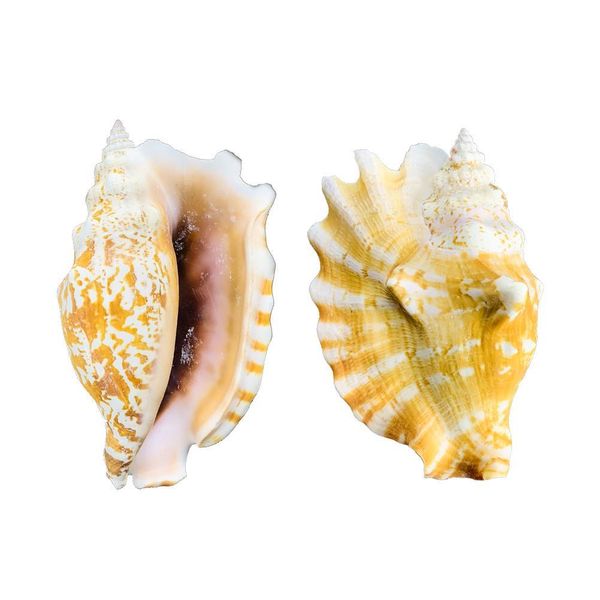8 12cm natural shell sea conch ear snail specimen fish tank aquarium decorations roll shellfish breeding shell micro landscape h bbyrya
8 12cm natural shell sea conch ear snail specimen fish tank aquarium decorations roll shellfish breeding shell micro landscape h bbyrya