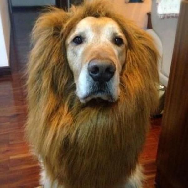 clothes cat dog fancy cute costume dress up lion mane wig for large dogs halloween pet supplies
clothes cat dog fancy cute costume dress up lion mane wig for large dogs halloween pet supplies