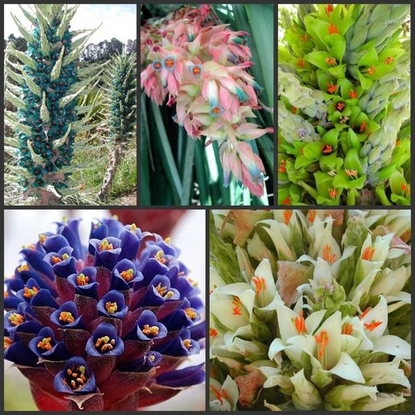 decorative flowers & wreaths 100pcs fresh real puya berteroniana oo- chilensis flower f1
decorative flowers & wreaths 100pcs fresh real puya berteroniana oo- chilensis flower f1