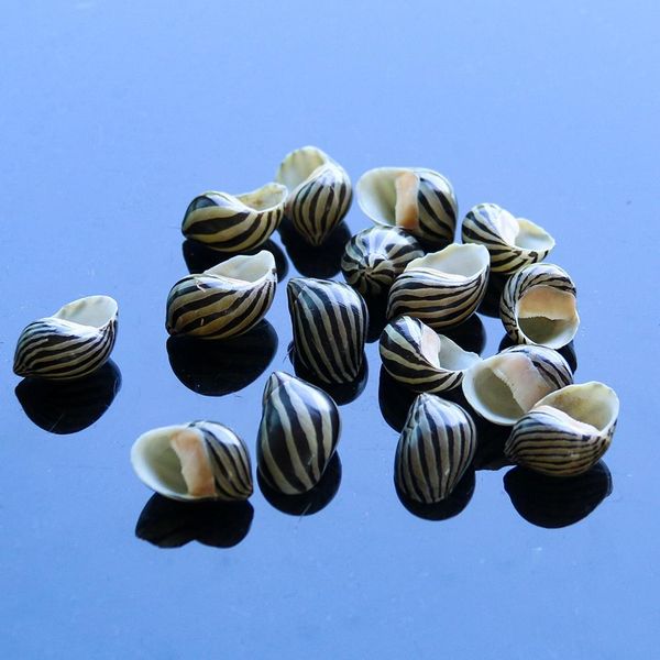 5pcs watermelon striped sea conch snail seashells natural collectibles crafts specimen ocean ornaments beach wedding decoration h jllers
5pcs watermelon striped sea conch snail seashells natural collectibles crafts specimen ocean ornaments beach wedding decoration h jllers