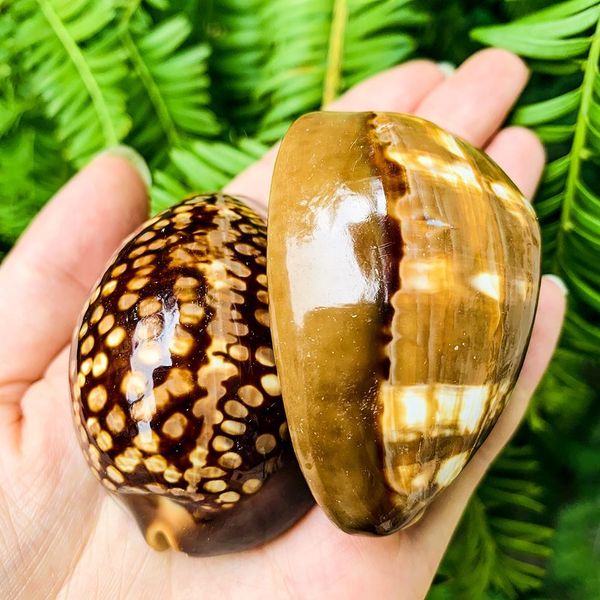 5 8cm new natural turtle shell conch specimen seashells fish tank landscaping aquarium decoration nautical beach wedding decor h bbyfkv
5 8cm new natural turtle shell conch specimen seashells fish tank landscaping aquarium decoration nautical beach wedding decor h bbyfkv