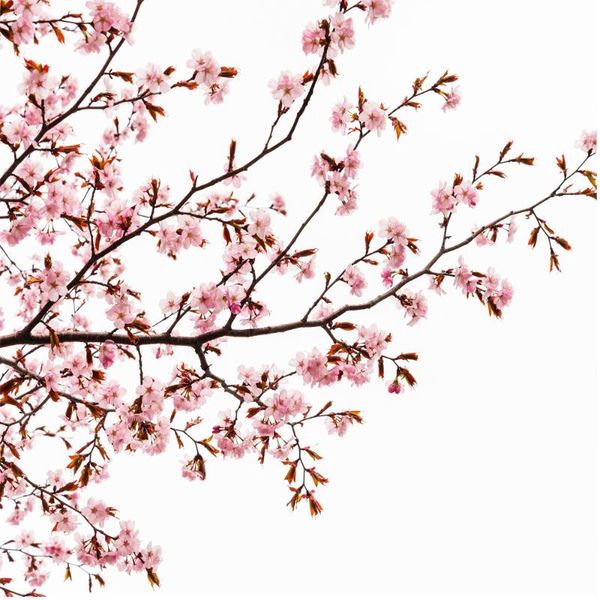 shower curtains pink cherry blossom curtain for bathroom with 12 hooks floral sakura
shower curtains pink cherry blossom curtain for bathroom with 12 hooks floral sakura