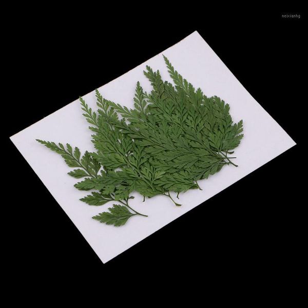 decorative flowers & wreaths 12x pressed dried flower fern leaves diy arts crafts resin jewelry bookmarks1
decorative flowers & wreaths 12x pressed dried flower fern leaves diy arts crafts resin jewelry bookmarks1