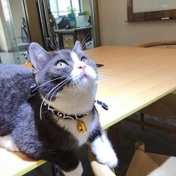 cat collars & leads collar baby puppies dog safety elastic adjustable with bell necklace accessories japanese style
cat collars & leads collar baby puppies dog safety elastic adjustable with bell necklace accessories japanese style