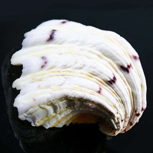 organic material nautical home decor clam shells storage diy soap box decor crafts shells for jewelry making beach ornaments h jlljzs
organic material nautical home decor clam shells storage diy soap box decor crafts shells for jewelry making beach ornaments h jlljzs