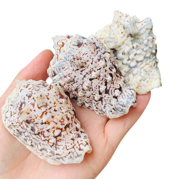 strombus lobatus raninus polished sea shells approx weight 29g to 45g great for home tank decor display wedding h bbyzax
strombus lobatus raninus polished sea shells approx weight 29g to 45g great for home tank decor display wedding h bbyzax