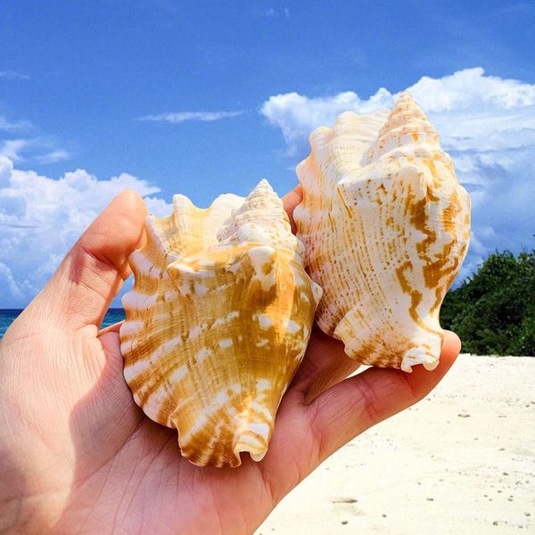 8 12cm natural shell sea conch ear snail specimen fish tank aquarium decorations roll shellfish breeding shell micro landscape h jllsgt
8 12cm natural shell sea conch ear snail specimen fish tank aquarium decorations roll shellfish breeding shell micro landscape h jllsgt