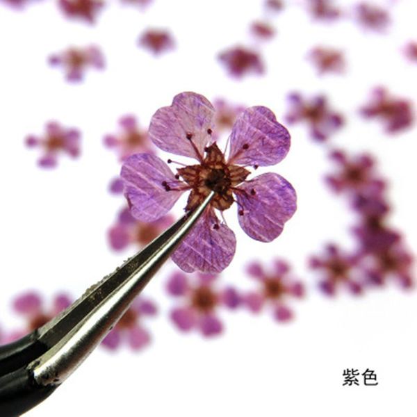 nail art decorations 1 wheel/24pcs little daffodil natural dried flower for nails diy decoration 12colors dry accessories real floral, Silver;gold
nail art decorations 1 wheel/24pcs little daffodil natural dried flower for nails diy decoration 12colors dry accessories real floral, Silver;gold