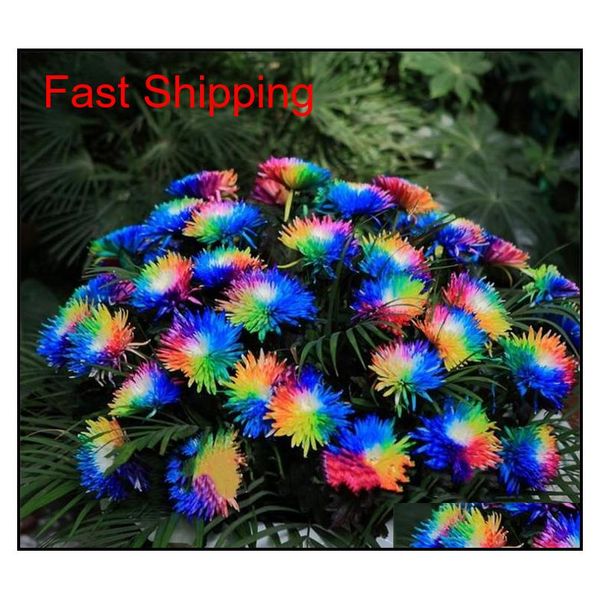 100 pcs/bag rainbow chrysanthemum flower seeds ornamental bonsai, rare color , more chrysanthemum seeds garden flowe qylfge bde_luck
100 pcs/bag rainbow chrysanthemum flower seeds ornamental bonsai, rare color , more chrysanthemum seeds garden flowe qylfge bde_luck