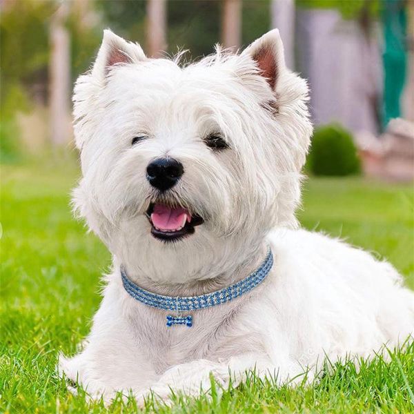 factory pet rhinestone collar crystal puppy collars dog cat diamond leash for small medium dogs pests accessories s m l
factory pet rhinestone collar crystal puppy collars dog cat diamond leash for small medium dogs pests accessories s m l