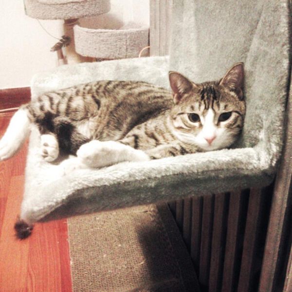 cat beds & furniture venxuis small dog hammock bed brand pet sunny seat window mount cute hanging bearing drop
cat beds & furniture venxuis small dog hammock bed brand pet sunny seat window mount cute hanging bearing drop