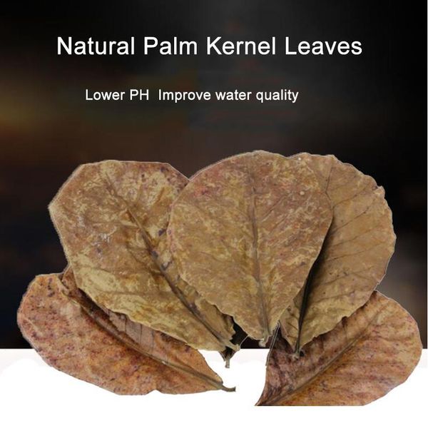 200pcs/30pcs natural terminalia catappa foetida leaves island almond leaf fish cleaning treatment aquarium tank drop bbyffv
200pcs/30pcs natural terminalia catappa foetida leaves island almond leaf fish cleaning treatment aquarium tank drop bbyffv