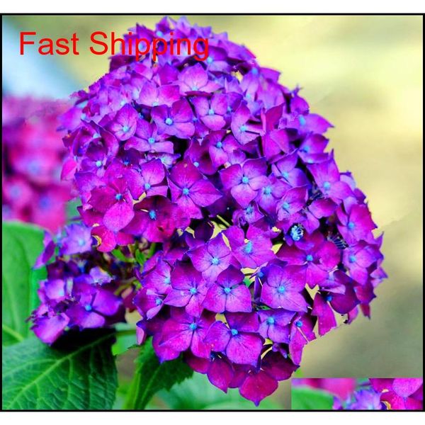 20 pcs/pack rare hydrangea seeds balcony potted flowers hydrangea for home& garden plan qylwoa sweet07
20 pcs/pack rare hydrangea seeds balcony potted flowers hydrangea for home& garden plan qylwoa sweet07