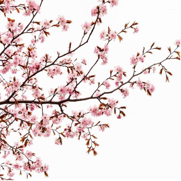 shower curtains pink cherry blossom curtain for bathroom with 12 hooks floral sakura1
shower curtains pink cherry blossom curtain for bathroom with 12 hooks floral sakura1