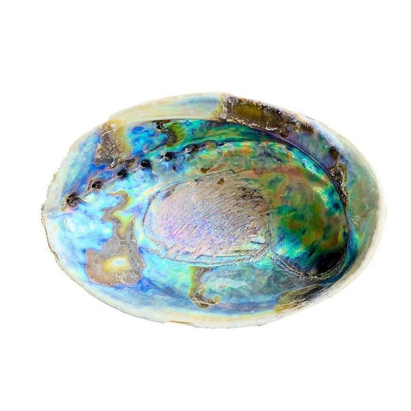 15 16cm natural abalone shell large seashell nautical decor bonsai home storage soap box shell fish tank aquarium landscape h qyldep
15 16cm natural abalone shell large seashell nautical decor bonsai home storage soap box shell fish tank aquarium landscape h qyldep